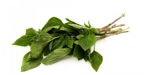 Thai Basil Leaf